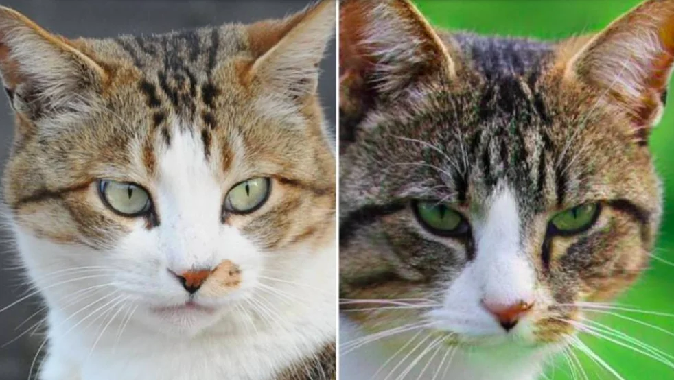 Gatti reali o creati al computer?